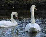 Mute Swan 9P51D-054